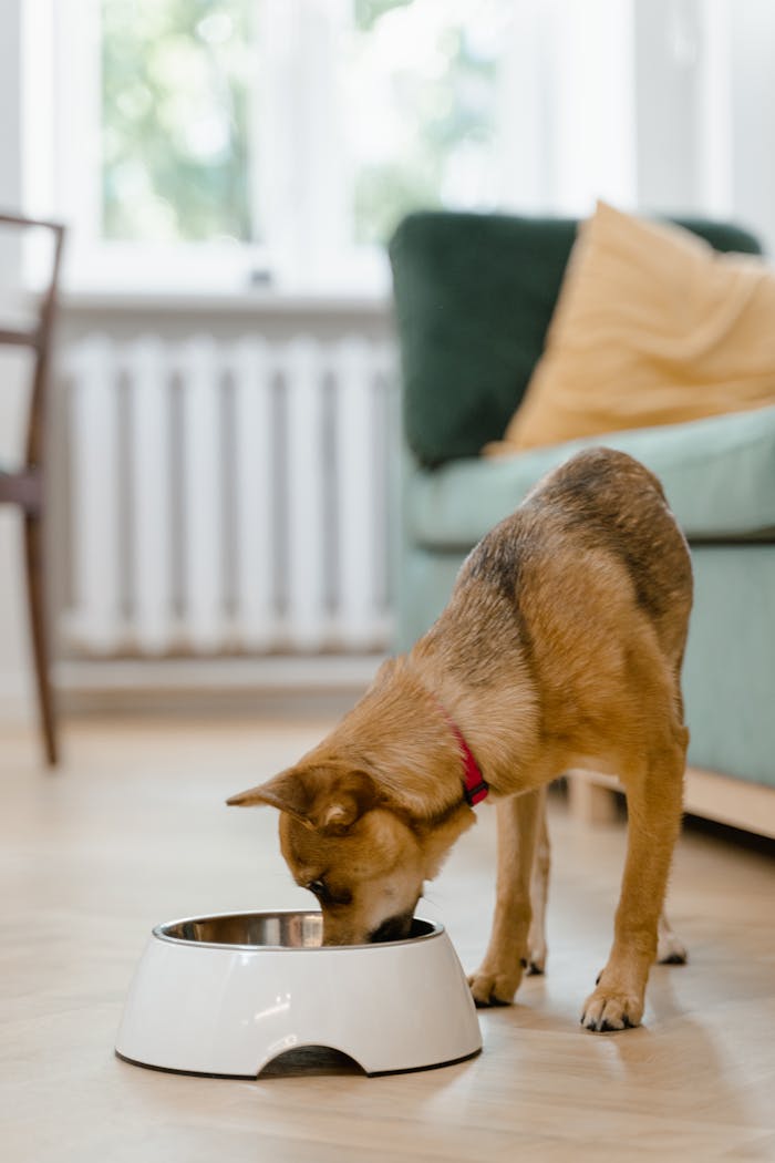 services-04 Small dog enjoys meal from a white bowl in a bright, cozy living room setting.