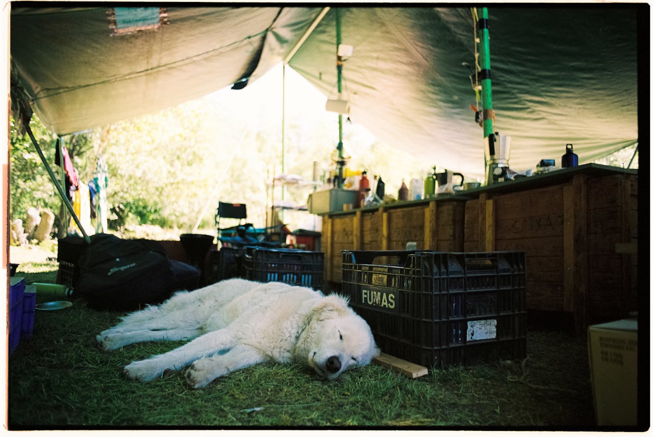 A white dog peacefully sleeps under a makeshift tent in an outdoor camp setting.