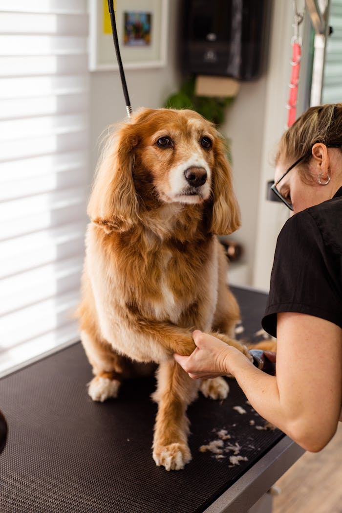 services-03 A woman grooms a dog, trimming its nails in a professional pet salon setting.